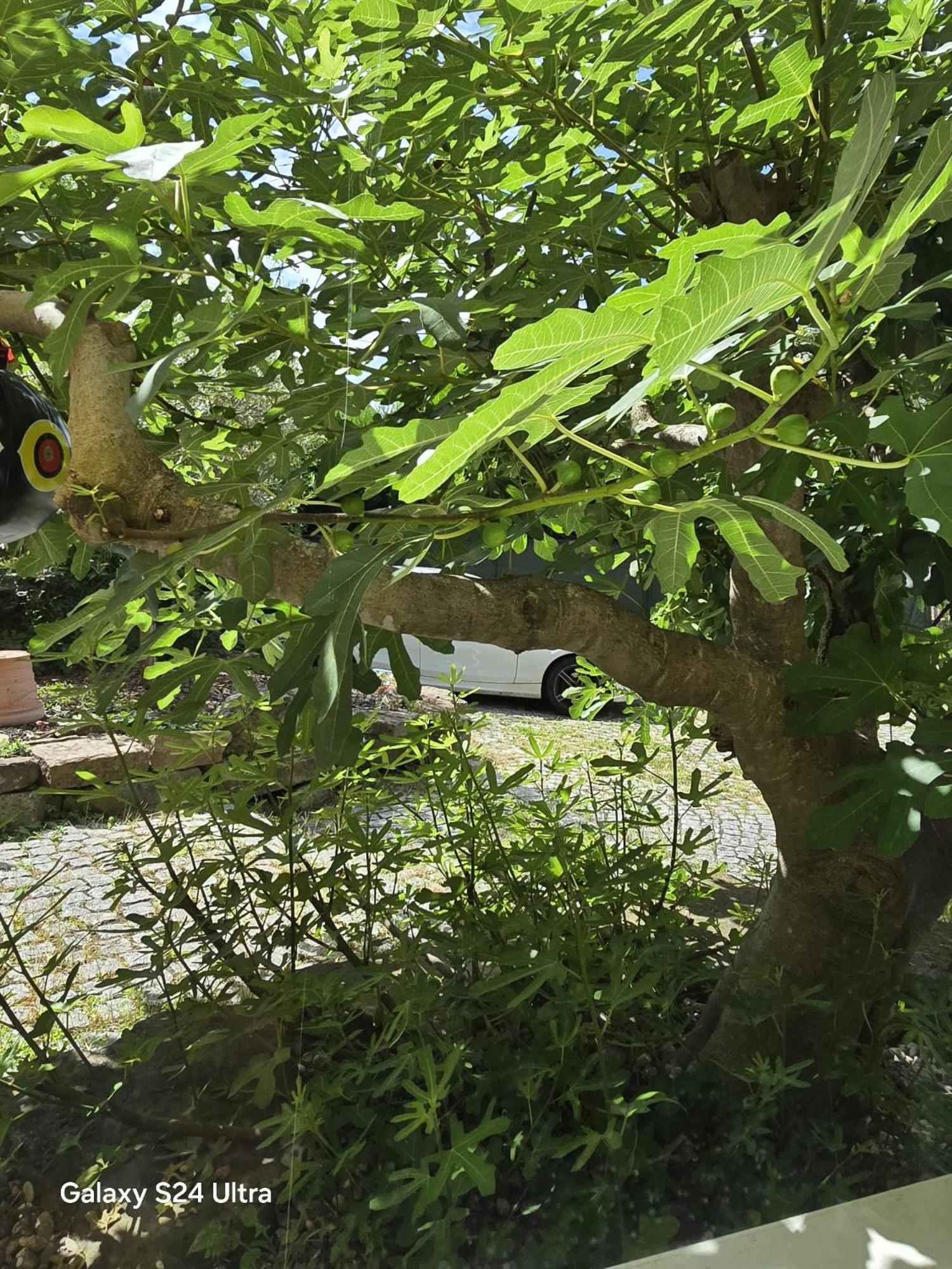 Chambre Privative Au Rez De Jardin Dans Villa La Wantzenau Εξωτερικό φωτογραφία