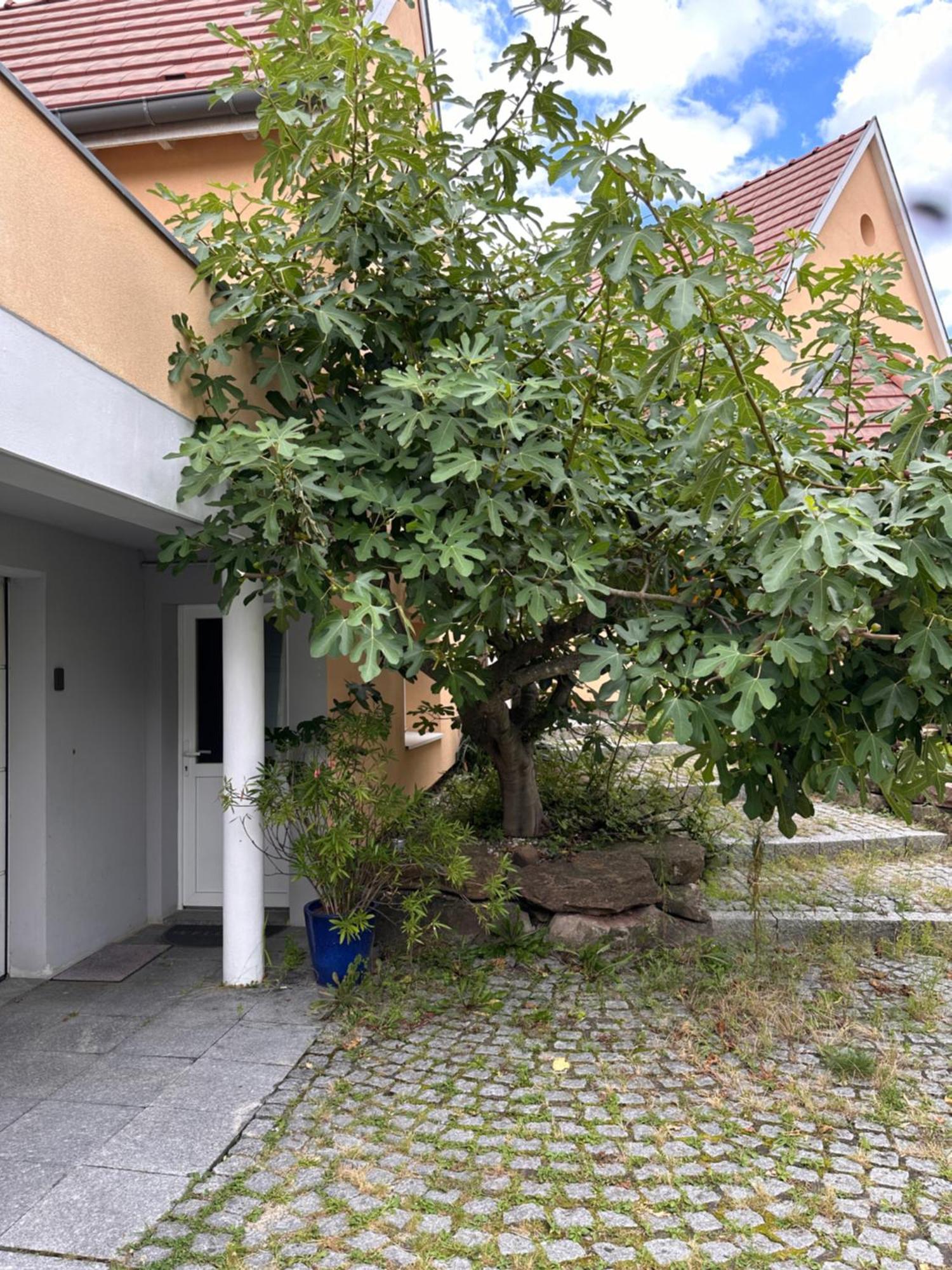Chambre Privative Au Rez De Jardin Dans Villa La Wantzenau Εξωτερικό φωτογραφία